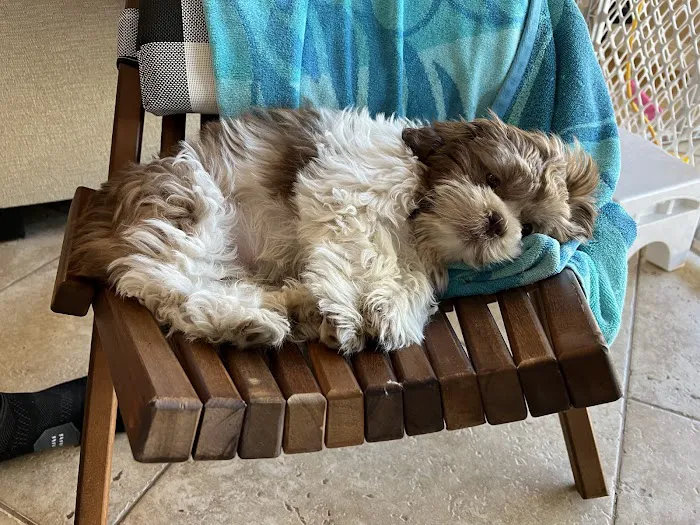 Puppies N Love Picture 2