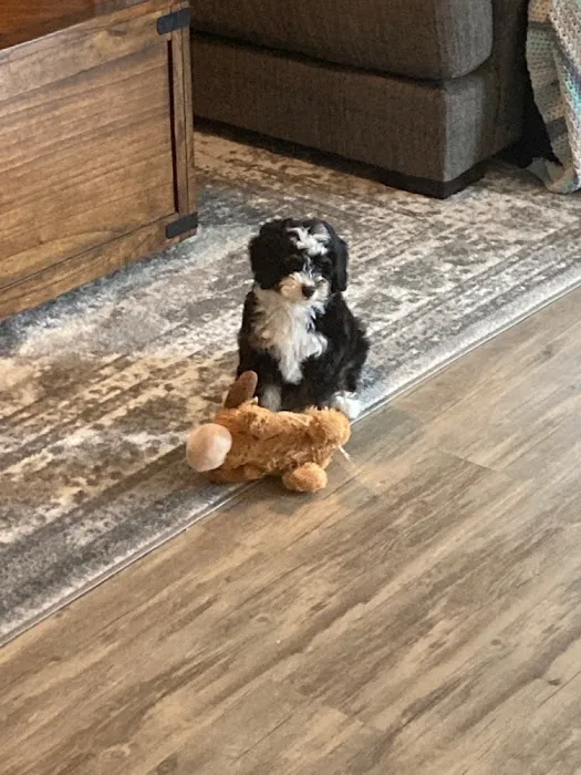 Puppies N Love Picture 4