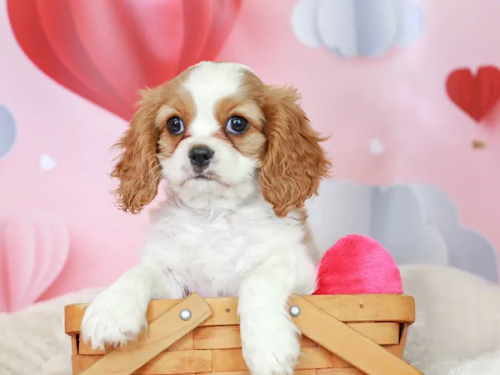 Puppies N Love Picture 10