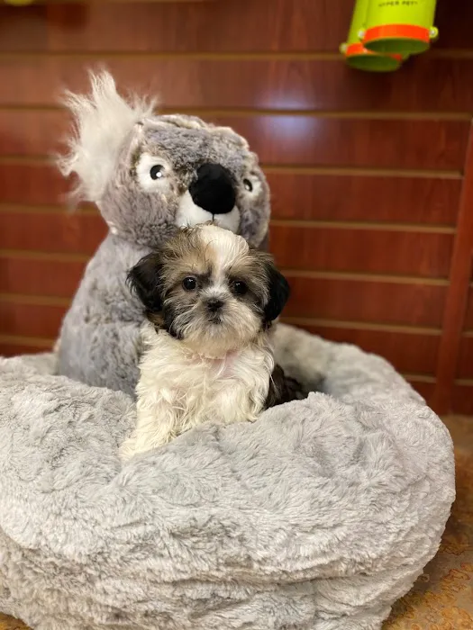 Puppies N Love Picture 8