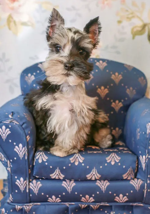 Puppies N Love Picture 9