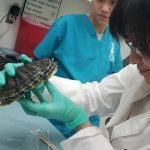 Capri Plaza Pet Clinic
