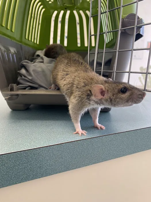 Capri Plaza Pet Clinic Picture 8