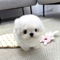Teacup Puppies For sale / AKC Teacup Puppies Available/Staffordshire Bull Terrier Puppies For Sale ico