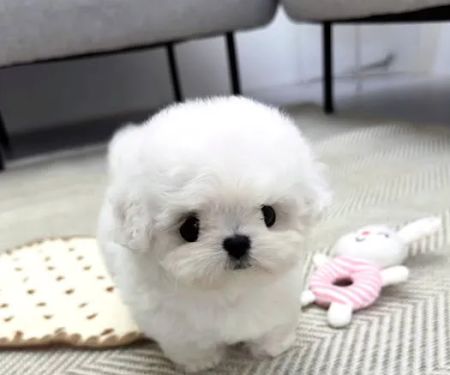 Teacup Puppies For sale / AKC Teacup Puppies Available/Staffordshire Bull Terrier Puppies For Sale