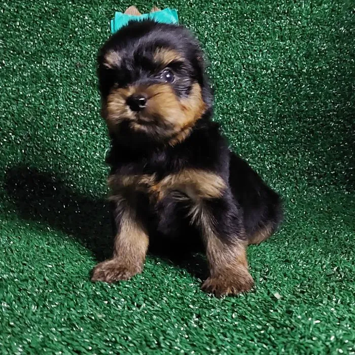 Teacup Puppies For sale / AKC Teacup Puppies Available/Staffordshire Bull Terrier Puppies For Sale Picture 6