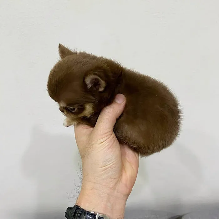 Teacup Puppies For sale / AKC Teacup Puppies Available/Staffordshire Bull Terrier Puppies For Sale Picture 4