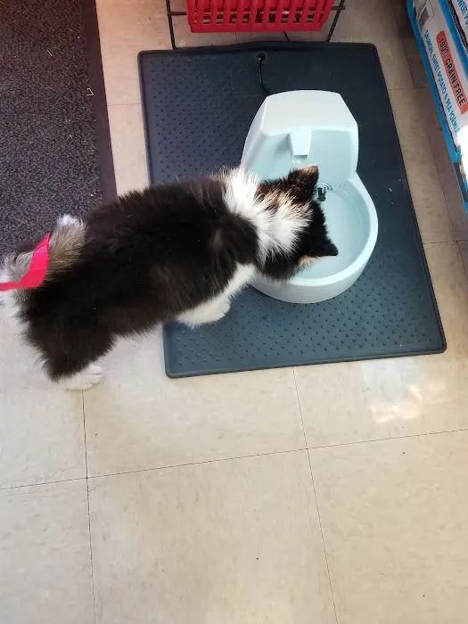 Low Cost Pet Vaccines of Los Angeles - One Generation Parking Lot Picture 9