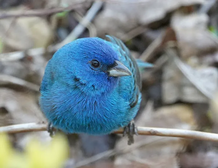 Exotic Bird Aviary Picture 8