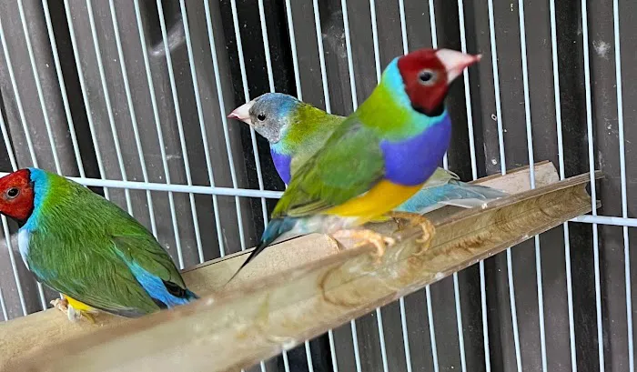Exotic Bird Aviary Picture 7