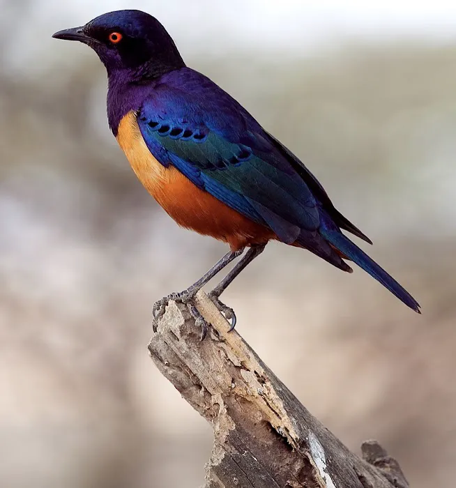 Exotic Bird Aviary Picture 10