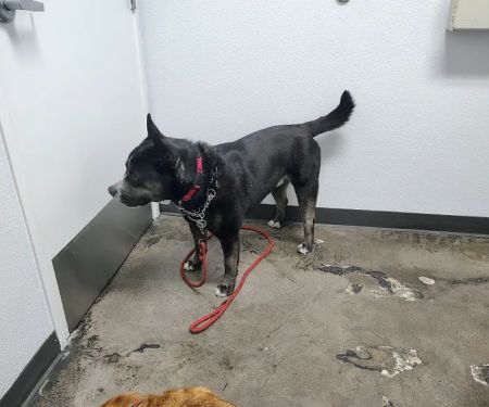 Mid Valley Veterinary Hospital