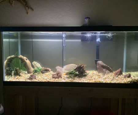 Petco