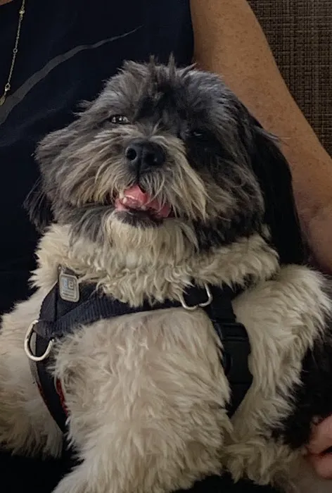 Tarzana Pet Clinic Picture 3