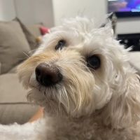 Tarzana Pet Clinic ico