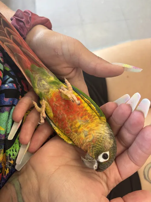 Pretty Feathers Bird Store Picture 2