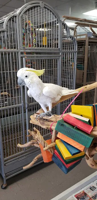Pretty Feathers Bird Store Picture 1