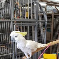 Pretty Feathers Bird Store ico