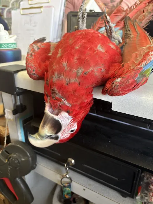 Pretty Feathers Bird Store Picture 5