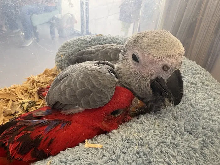 Pretty Feathers Bird Store Picture 8