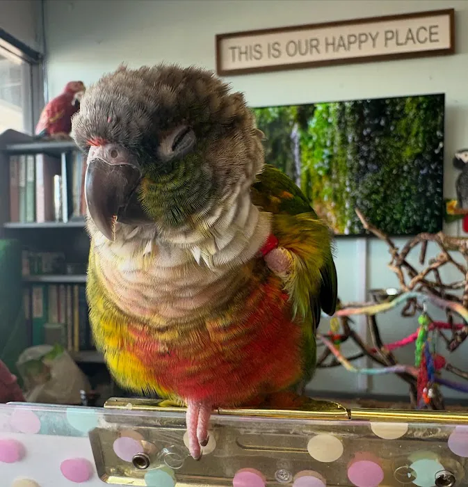 Pretty Feathers Bird Store Picture 7
