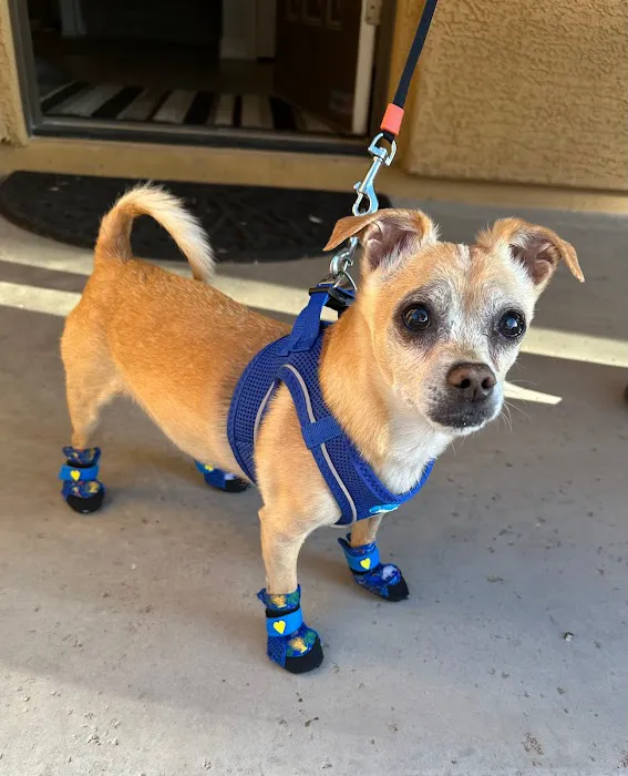 DESERT PAMPERED PETS Picture 4