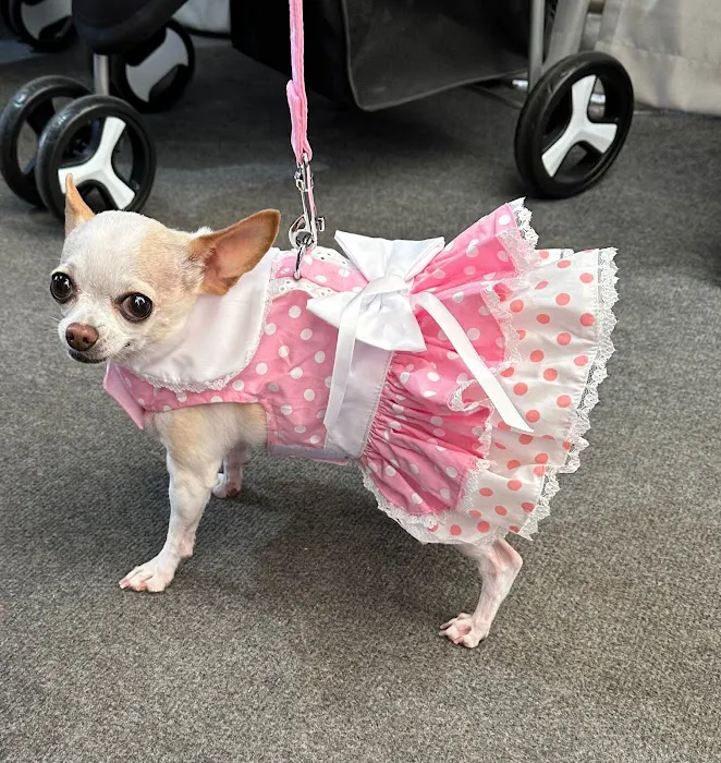 DESERT PAMPERED PETS Picture 5