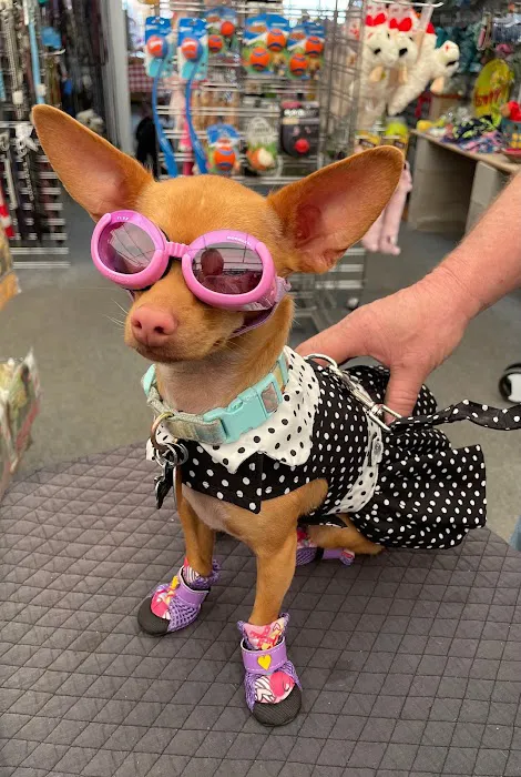 DESERT PAMPERED PETS Picture 8