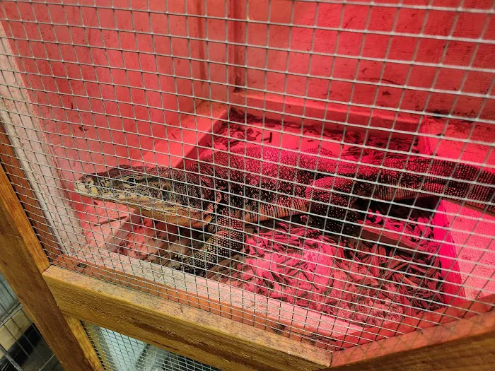 Reptile Junction Picture 4