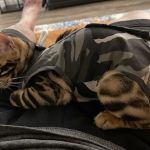 Balboa Veterinary Medical Center
