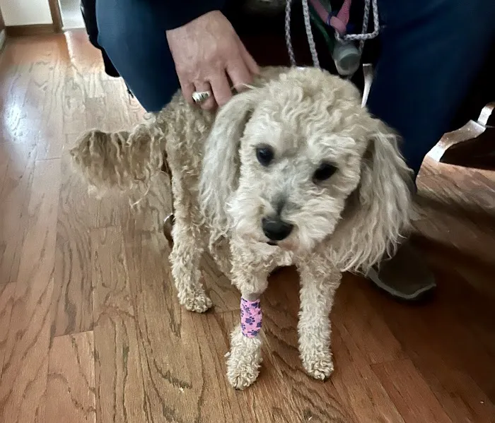 Balboa Veterinary Medical Center Picture 4
