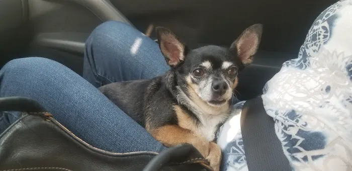 Balboa Veterinary Medical Center Picture 8