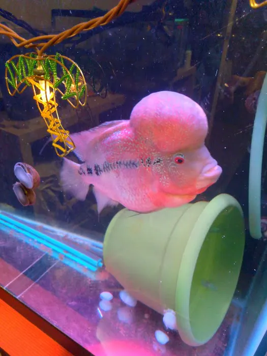 Desert Tropical Aquatics Picture 4
