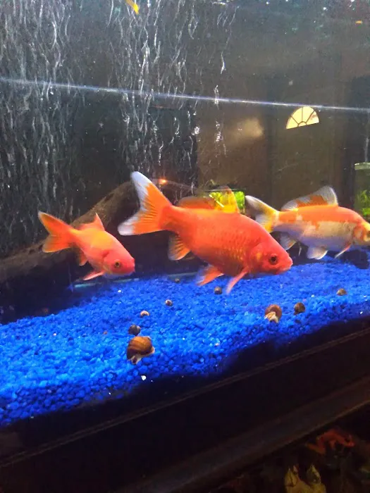 Desert Tropical Aquatics Picture 2