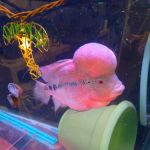 Desert Tropical Aquatics