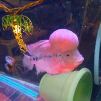Desert Tropical Aquatics ico