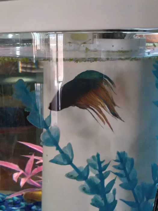 Desert Tropical Aquatics Picture 5