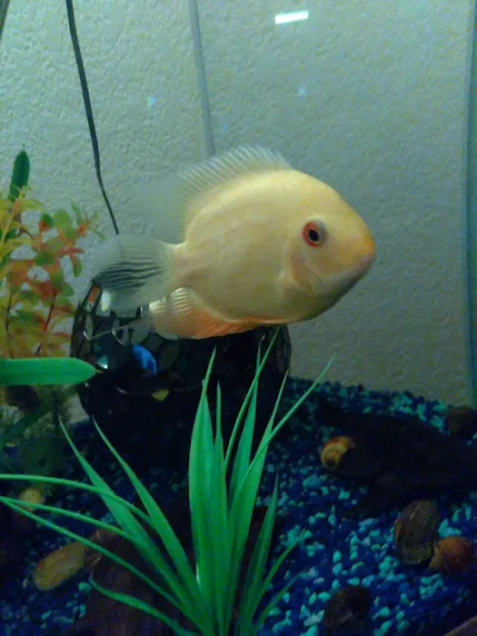 Desert Tropical Aquatics Picture 7