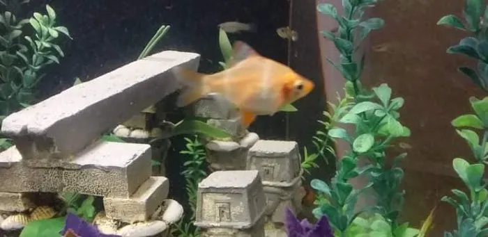 Desert Tropical Aquatics Picture 8