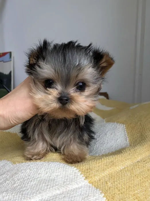Teacup Yorkies home Picture 1