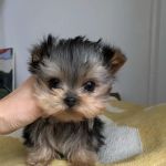 Teacup Yorkies home