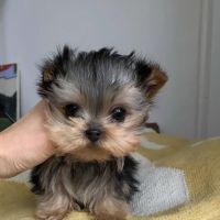 Teacup Yorkies home ico