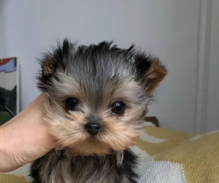 Teacup Yorkies home