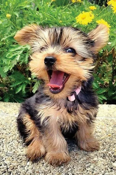 Teacup Yorkies home Picture 5