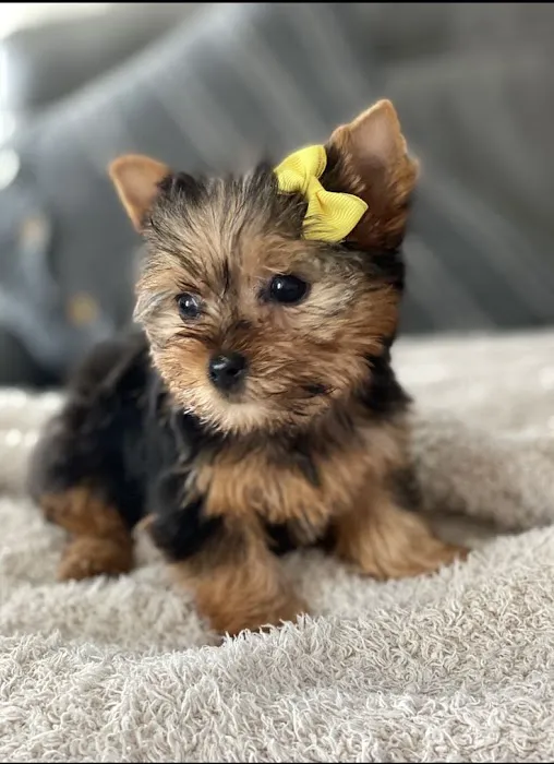 Teacup Yorkies home Picture 3