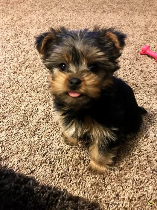 Teacup Yorkies home Picture 4
