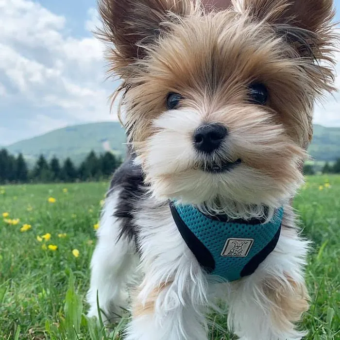 Teacup Yorkies home Picture 2