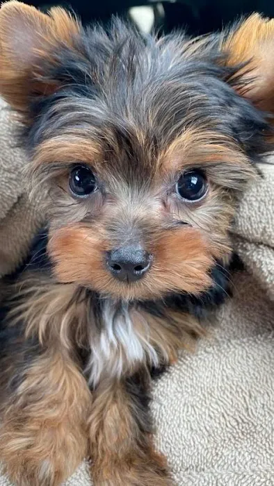 Teacup Yorkies home Picture 6