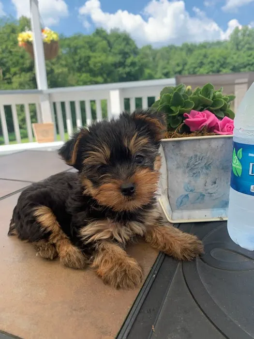 Teacup Yorkies home Picture 8