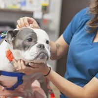 Mission Veterinary Clinic and Animal Emergency Hospital ico